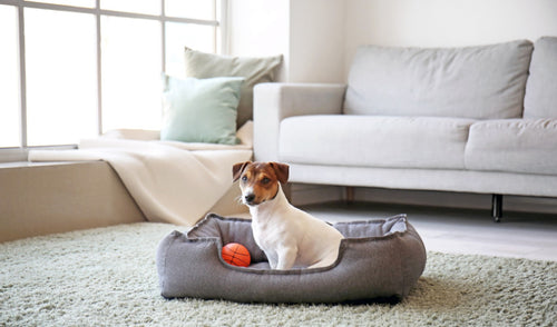 How to Choose the Best Dog Bed Size for Your Pup