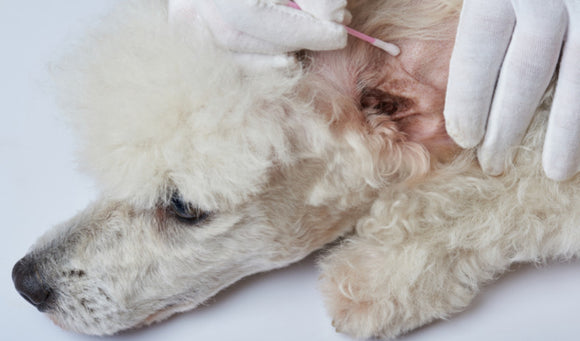 Ear and Skin Yeast Infections in Dogs