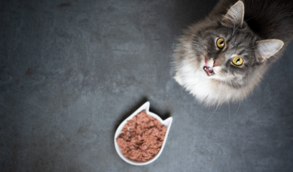 Do Cats Need High-Protein Cat Food?