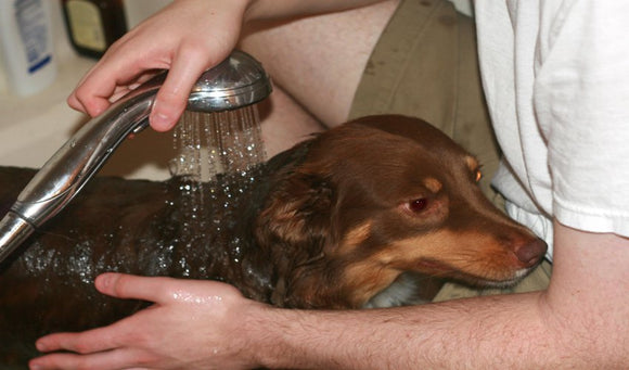 Tips for Washing Your Pet