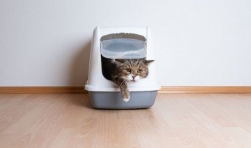 How to Train a Cat to Use a Litter Box in a New Location