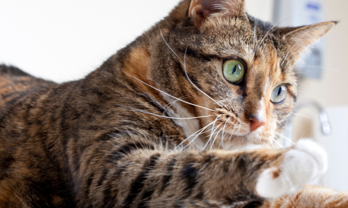 Close-up of a tabby cat with green eyes, reaching forward with its paw, sitting indoors in soft natural light.