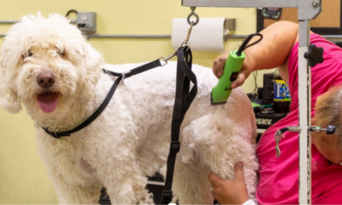 A large white dog being groomed by a person in a pink shirt using green clippers.