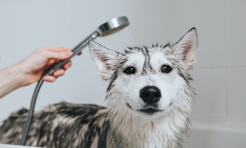 A husky being rinsed during a bath, with water spraying from a shower head held by its owner's hand. The husky's wet fur and relaxed expression are visible, highlighting the bathing process.