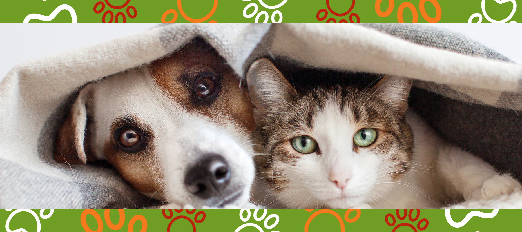 A close-up of a dog and cat snuggled together under a cozy blanket. The dog, a brown and white Jack Russell, and the cat with green eyes and tabby markings gaze directly at the camera. The image is bordered by a green and orange paw print pattern, adding a playful touch.